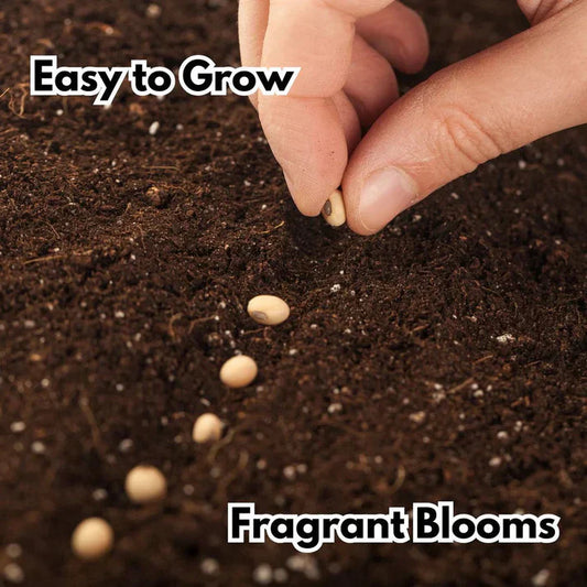 🌹Elegant Climbing Rose Flower Seeds | ⭐⭐⭐⭐ 24,000+ REVIEWS